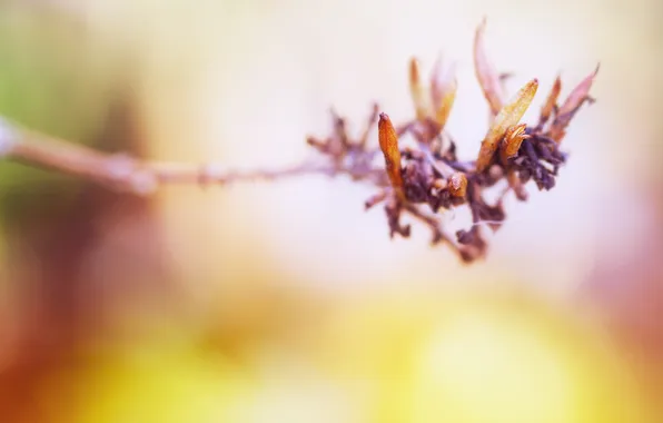 Picture macro, nature, paint, focus, colors, branch, nature, macro