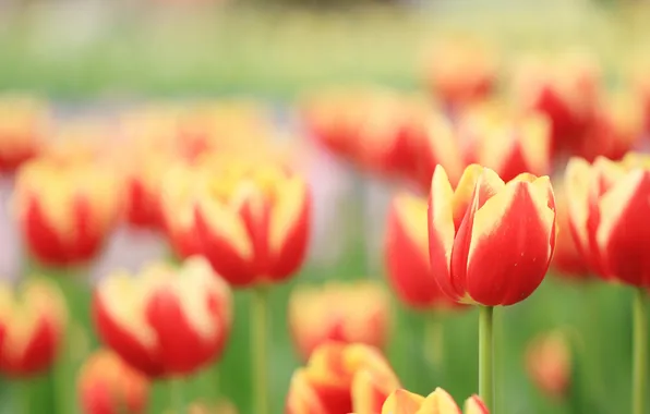 Summer, macro, flowers, red, nature, glade, bright, blur