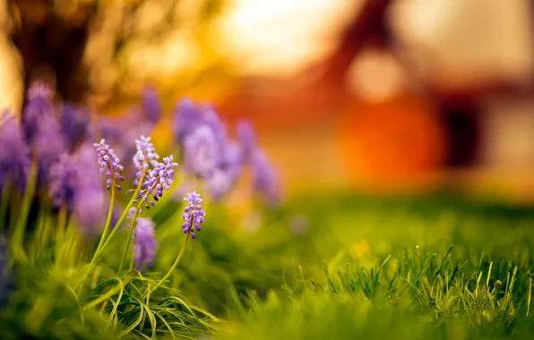 Picture grass, sunset, flowers, bokeh