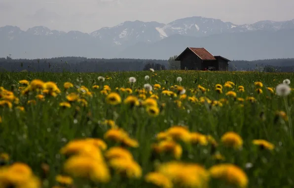 Field, flowers, house