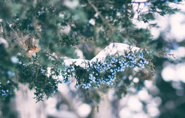 Winter, snow, branches, nature, berries, fruit, needles, bokeh