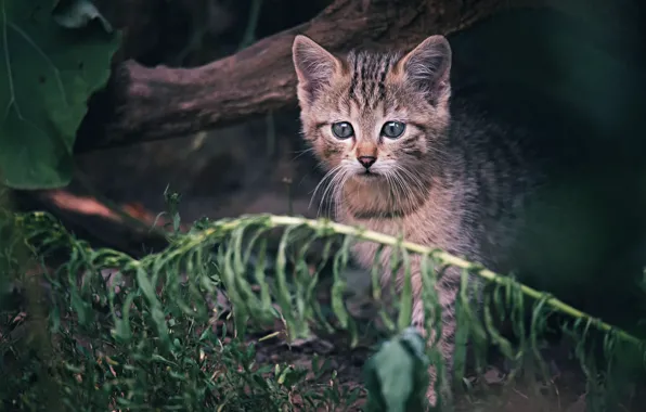 Picture cat, baby, kitty, wild, forest