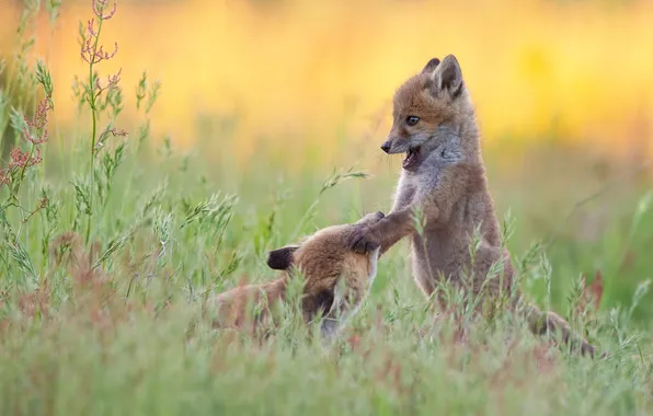 Grass, pose, glade, the game, Fox, Fox, kids, a couple