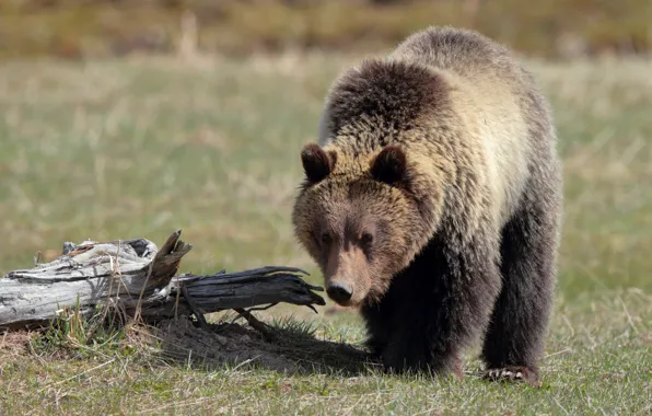 Picture field, look, nature, glade, bear, bear, snag, walk
