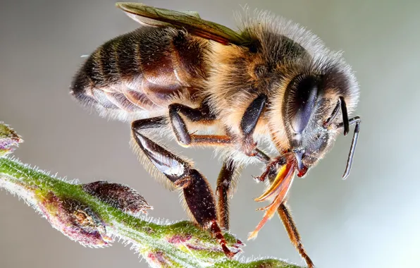 Eyes, macro, close-up, bee, background, pollen, insect, details