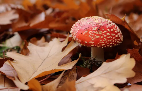 Autumn, leaves, nature, foliage, mushroom, leaf, mushroom, bokeh