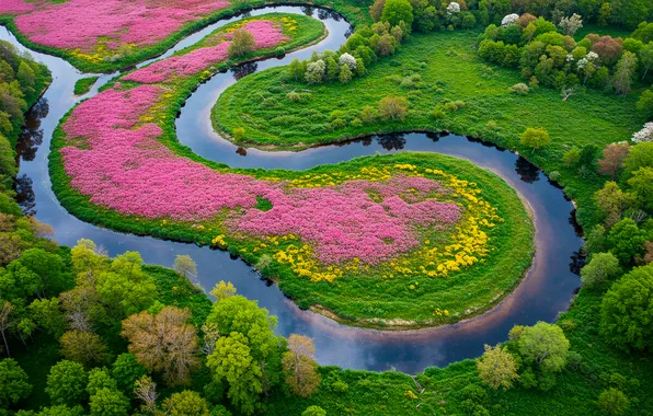 Trees, flowers, pond, Park, island, spring, wallpaper, trees