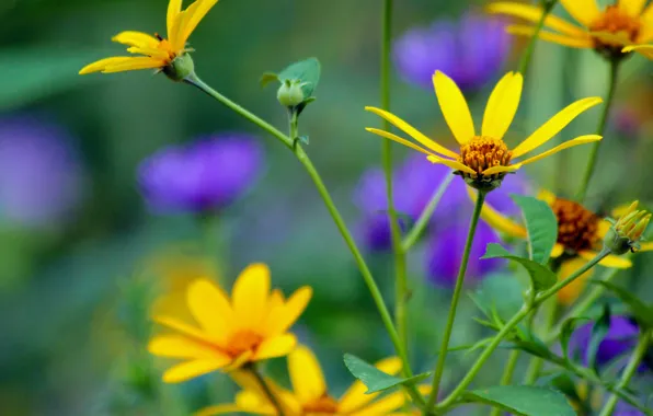 Picture flowers, nature, chamomile, plants, yellow