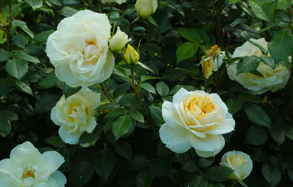 White, roses, blooming