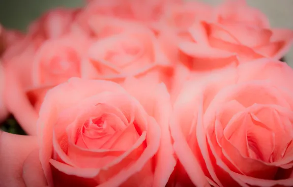 Picture flowers, background, pink, roses, Bud