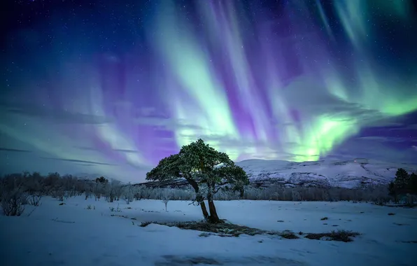 Winter, field, the sky, snow, mountains, night, tree, Northern lights