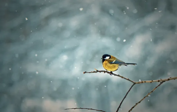 Picture snow, bird, bird, branches, snowing, branch
