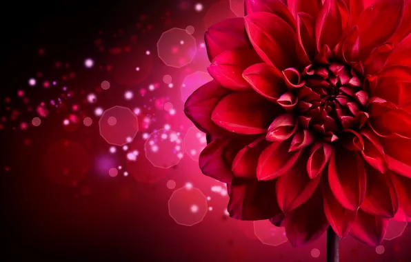 Picture flower, background, sequins