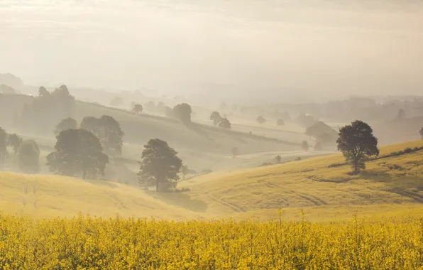 Summer, fog, morning, rape