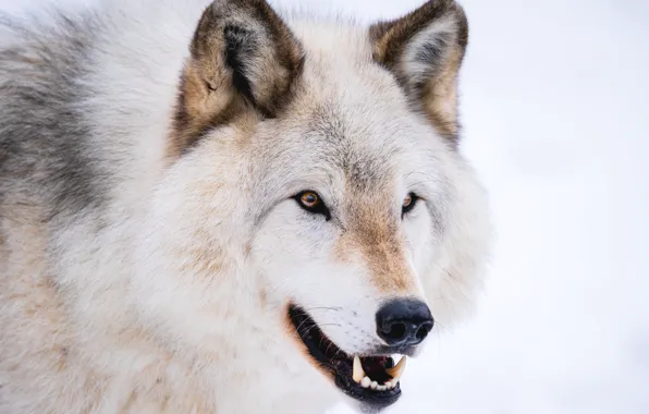 Winter, white, look, wolf, portrait, mouth, white background, polar