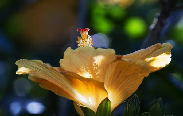 Picture flower, summer, macro, yellow, hibiscus