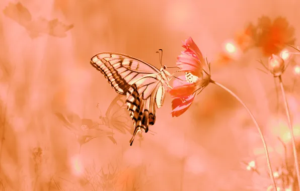 Summer, flowers, nature, butterfly