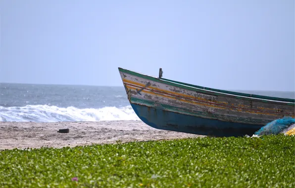 Beach, grass, shore, boat, feed