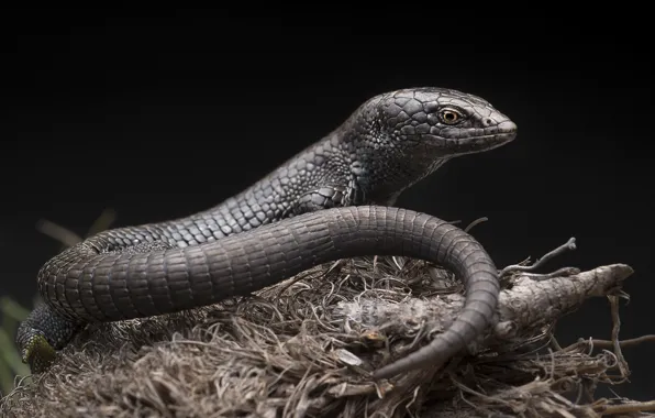 Picture lizard, black background, reptile
