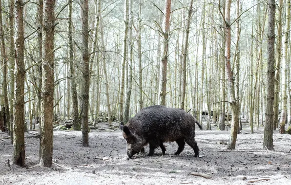 Forest, nature, boar
