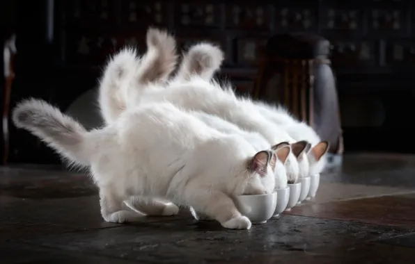 Kittens, fluffy, white, lunch