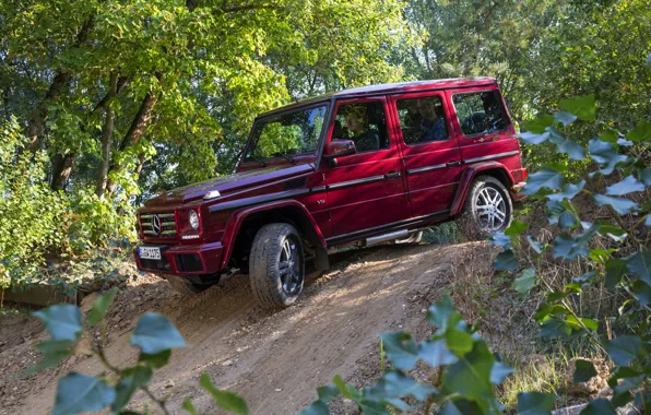 Forest, Mercedes-Benz, SUV, G500, G-Class, 2015, G 500, V8 Biturbo