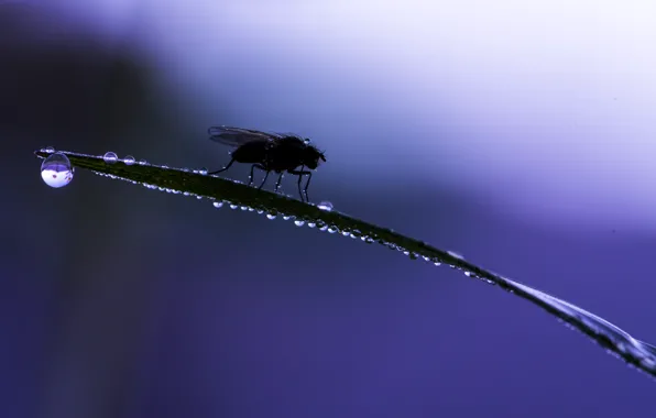 Grass, drops, macro, fly