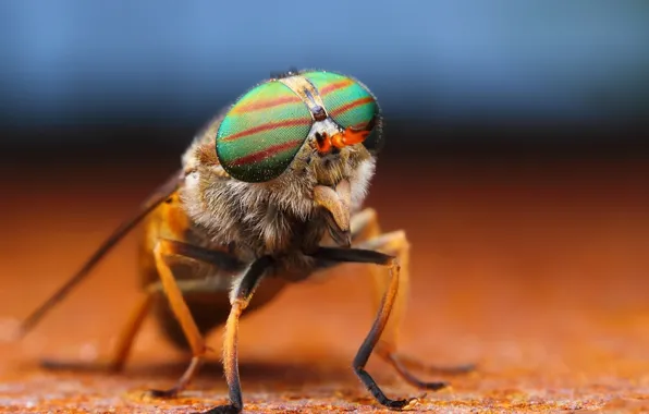 Picture WINGS, PROBOSCIS, INSECT, EYES, LEGS, FLY