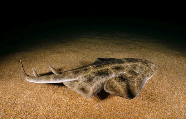 Sand, sea, water, the ocean, danger, fish, predator, shark