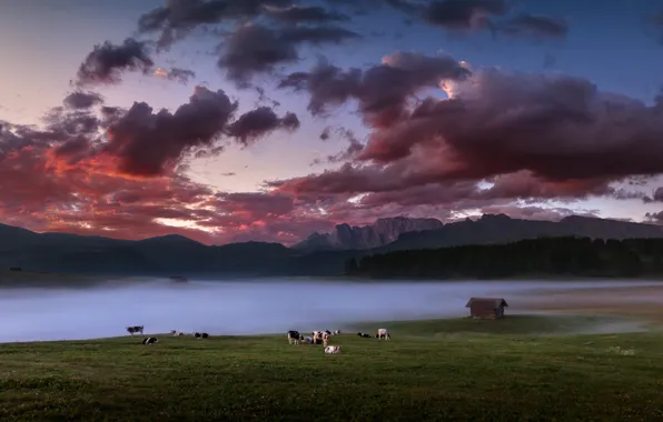 Field, fog, cows
