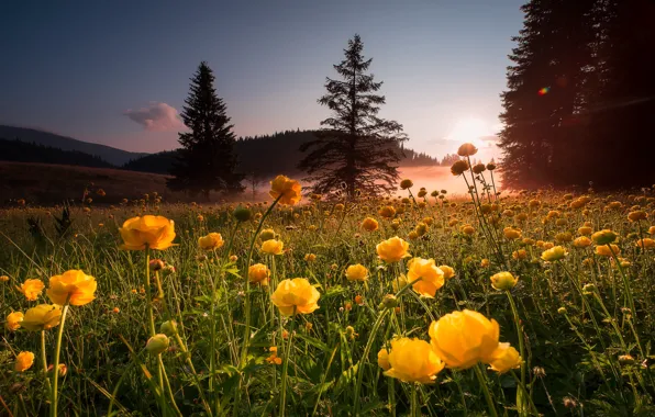 Picture trees, landscape, flowers, nature, fog, hills, grass