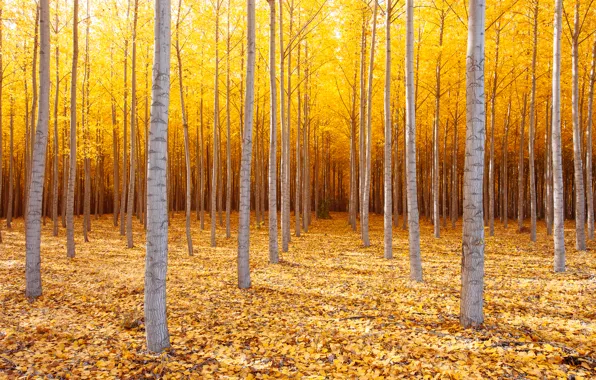 Autumn, trees, nature, USA, October, Eastern Oregon