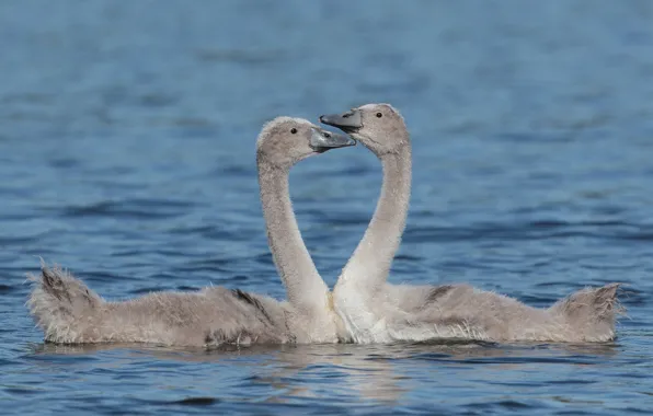 Pair, swans, Chicks, teenagers