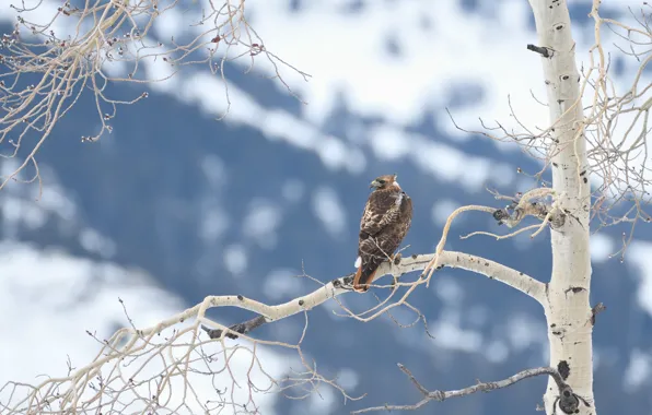 Winter, snow, trees, branches, background, bird, predatory
