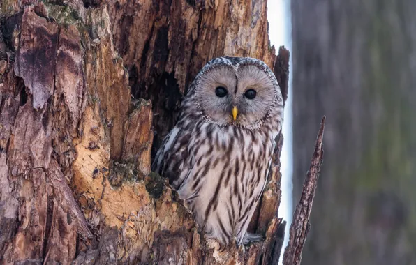 Look, nature, tree, owl, bird, bark, the hollow, owl