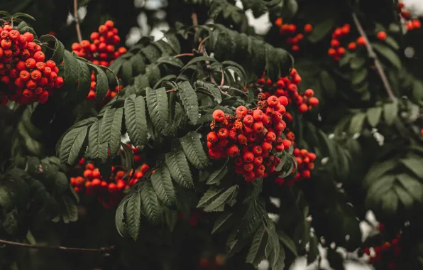 Autumn, leaves, trees, branches, red, nature, berries, the dark background