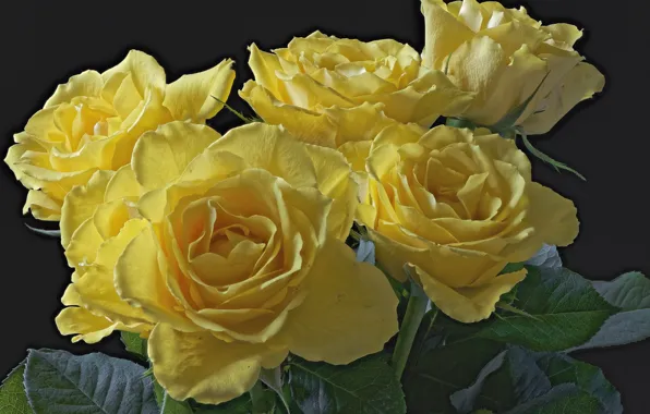 Macro, yellow, roses