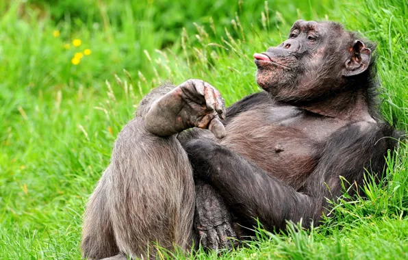 Language, grass, pose, stay, monkey, funny, chimpanzees, the primacy of