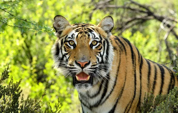 Picture look, face, tiger, predator, wild cat