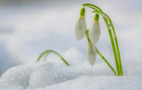 Snow, flowers, spring, snowdrops, white, buds, the snow, primroses