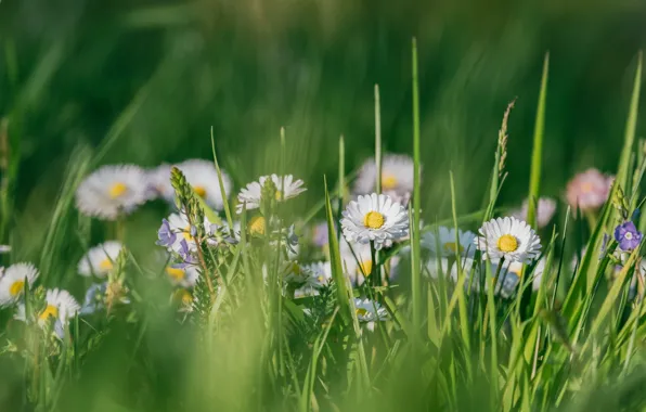 Greens, grass, flowers, glade, chamomile, Veronica, spring, white