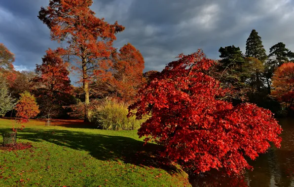 Autumn, grass, leaves, the sun, trees, clouds, pond, Park