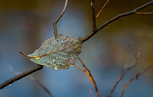 Wallpaper sheet, Rosa, branch images for desktop, section природа