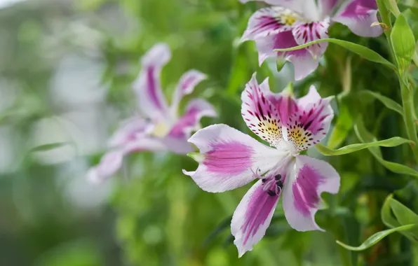Flower, background, Alstroemeria, Alstroemeria