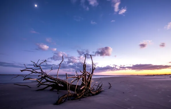 Sea, trees, landscape, sunset