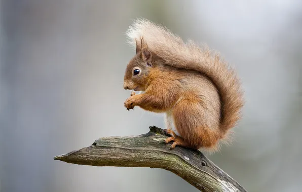 Look, pose, protein, tail, profile, red, grey background, face