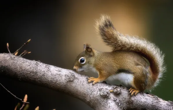 Picture background, branch, protein