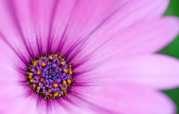 Picture macro, flowers, lilac