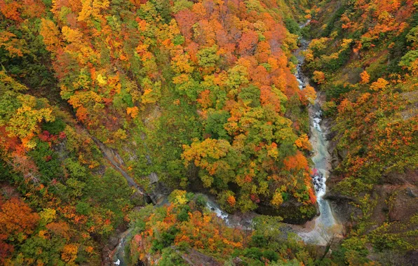 Picture forest, river, top, gorge