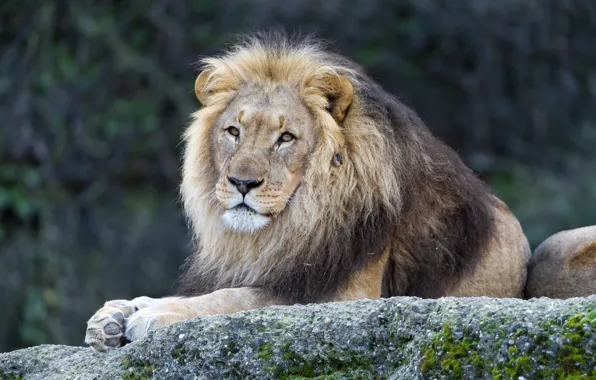 Cat, look, stone, Leo, mane, ©Tambako The Jaguar